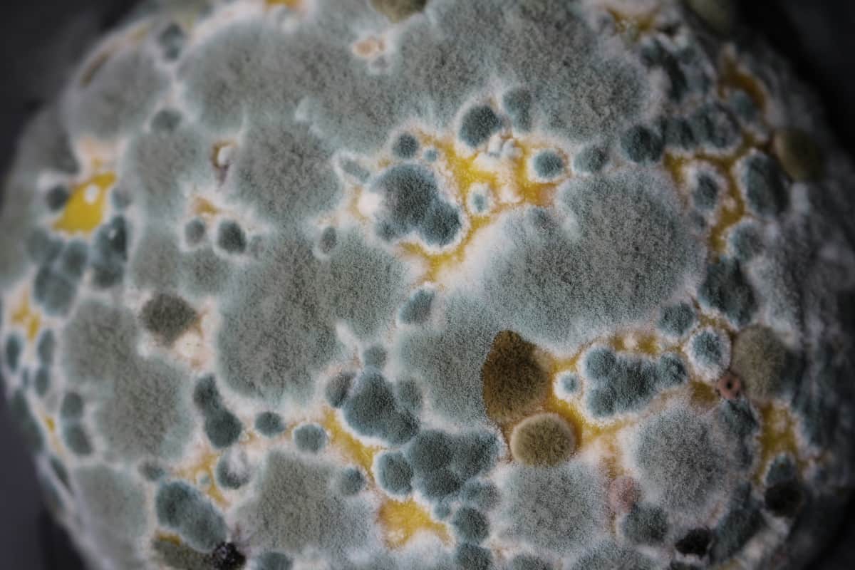 How to Prevent Mold in a Storage Unit